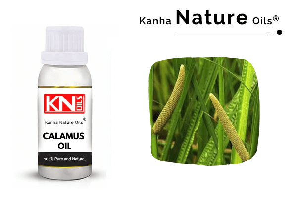 CALAMUS OIL